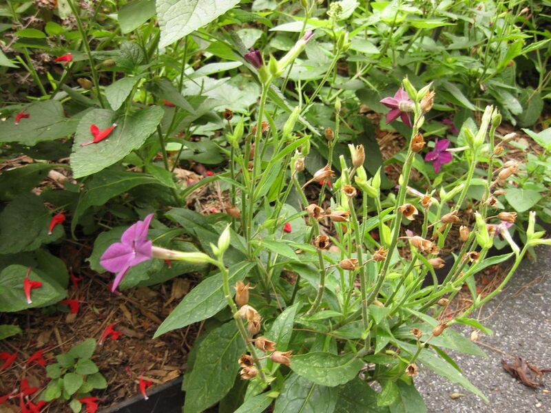 File:1280px-IMG 1456 bbg09.jpg