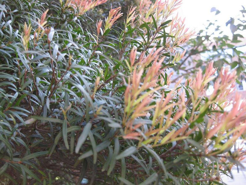 File:1280px-IMG 2321 ucla09.jpg