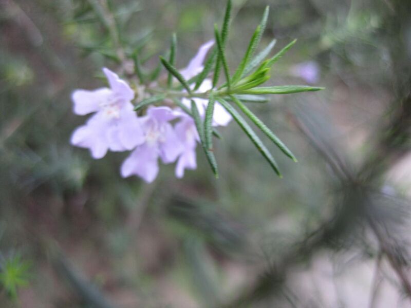 File:1280px-IMG 4718 hunt0904.jpg