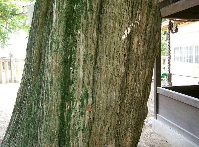 File:1280px-Torreya nucifera2.jpg