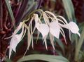 Lady-of-the-night Orchid Brassavola nodosa