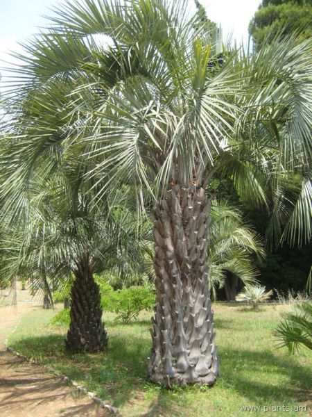File:Butia capitata-IMG 2992 lokrun.jpg