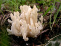 Thumbnail for version as of 21:36, 9 October 2008
