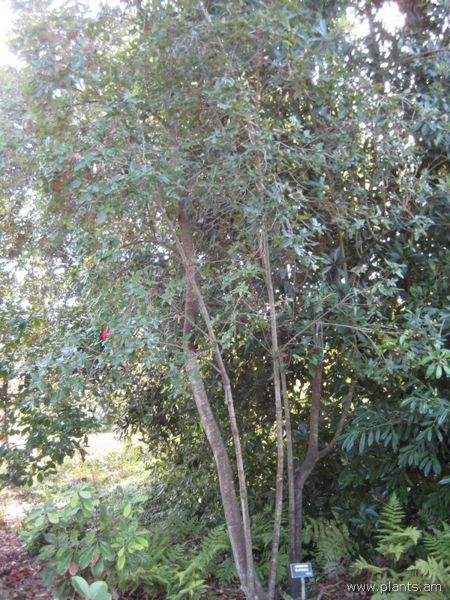 File:Eucryphia glutinosa-IMG 7258 sfbg0308.jpg
