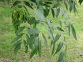 Thumbnail for version as of 09:36, 30 April 2007