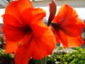 Hippeastrum 'Hercules'