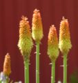 Red Hot Poker