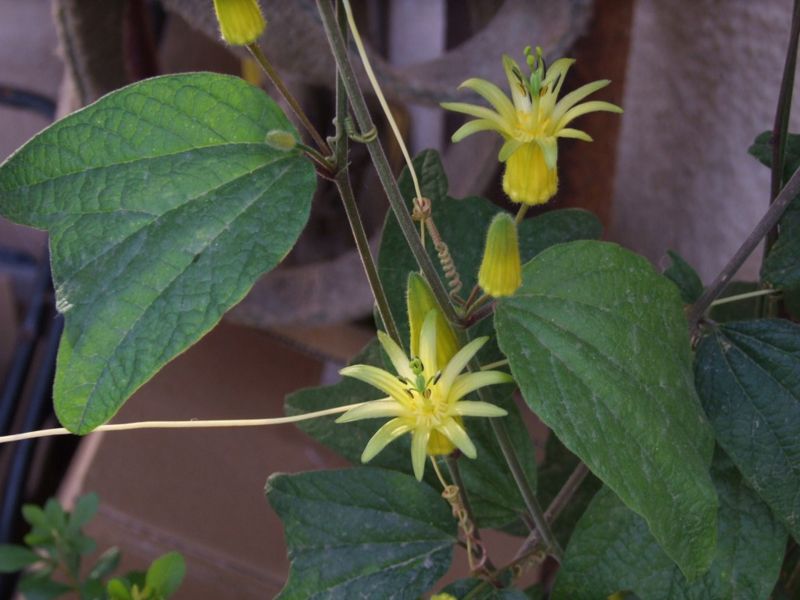 File:Passiflora citrina - D8-04-7243.jpg