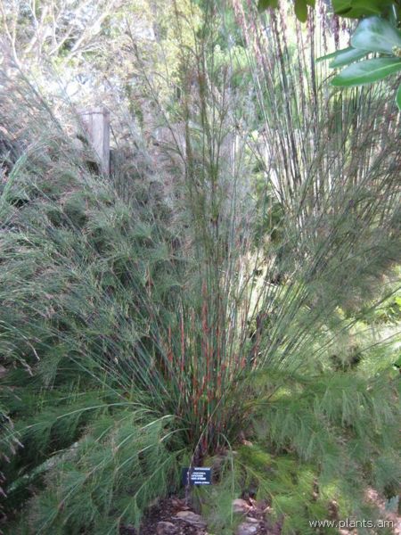 File:Rhodocoma capensis-mikado stems-IMG 7539 sfbg0308.jpg