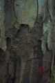 bark