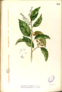 Scolopia rhinanthera