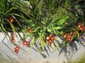 Sparaxis plants