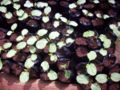 Jatropha curcas seedlings in a greenhouse in Nicaragua