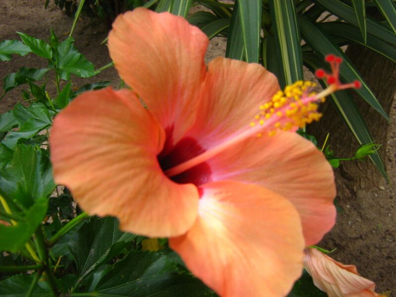 File:1024px-A flower close to the ground-4261.jpg