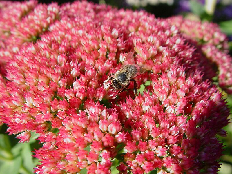 File:1024px-Apoidea-on-sedum.jpg
