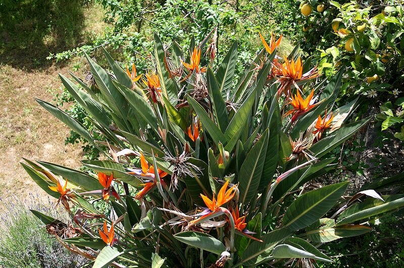 File:1024px-Canna JPG1.jpg