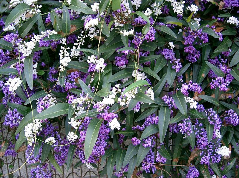 File:1280px-Hardenbergia violacea2.jpg