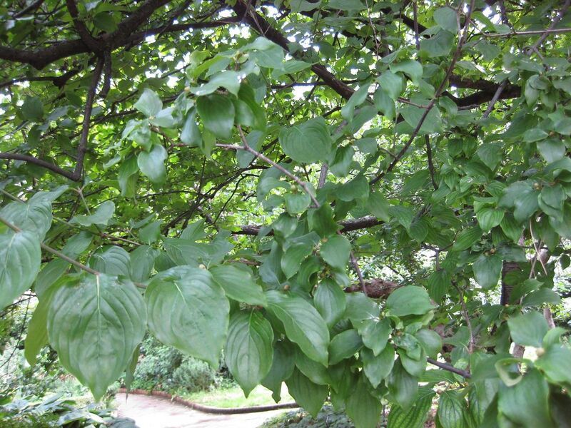 File:1280px-IMG 0705 bbg09.jpg