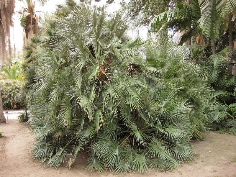 File:1280px-IMG 3918 hunt0904.jpg