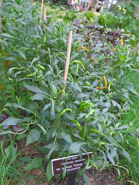 File:576px-IMG 0373 nybg09.jpg