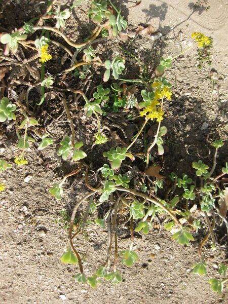 File:576px-IMG 4244 hunt0904.jpg