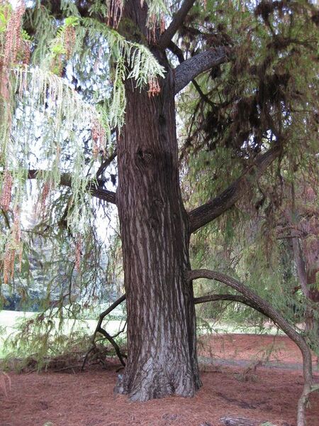 File:576px-IMG 4459 hunt0904.jpg