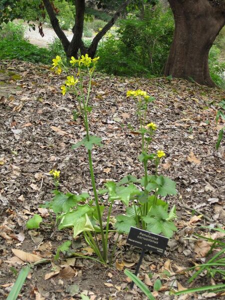 File:576px-IMG 4967 hunt0904.jpg