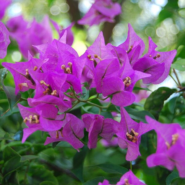 File:768px-BougainvilleaSpectabilis.JPG