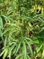 Thumbnail for version as of 06:33, 16 October 2007