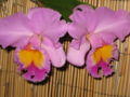 Thumbnail for version as of 05:34, 3 July 2007