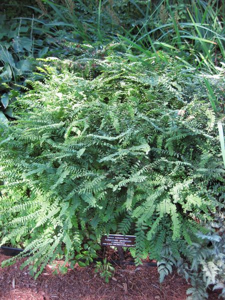 File:IMG 0207 nybg09.jpg