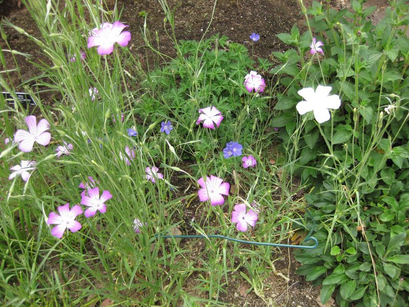 File:IMG 5187 hunt0904.jpg