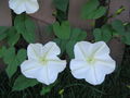 Thumbnail for version as of 00:12, 15 October 2009