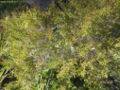 Kunzea parvifolia