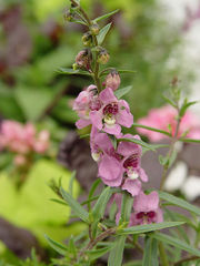 Angelonia angustifolia