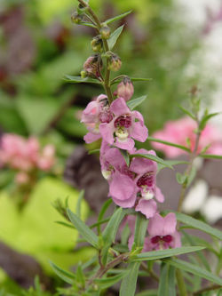 Angelonia angustifolia