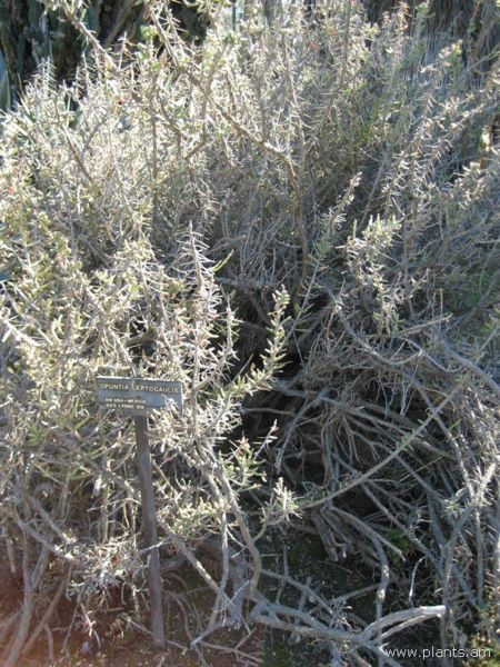 File:Opuntia leptocaulis-IMG 0480 hunt07.jpg