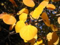 P. tremuloides (Quaking Aspen), Klamath Basin National Wildlife Refuges Complex