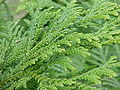 Thujopsis dolabrata foliage