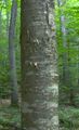 Yellow Birch bark