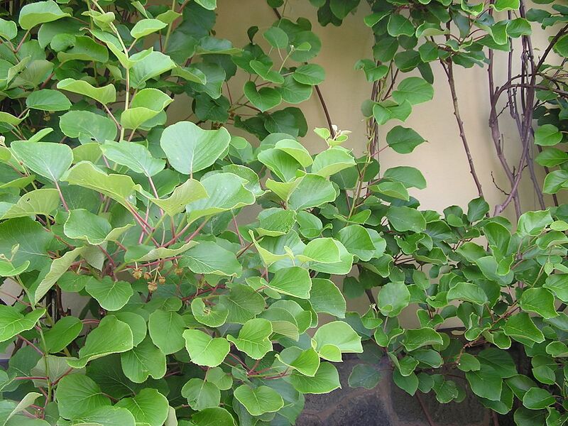 File:1024px-Actinidia chinensis2.jpg