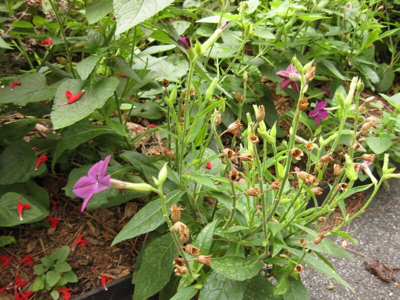 File:1024px-IMG 1456 bbg09.jpg