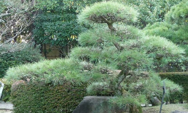 File:1024px-Japanese Black Pine in Ichikawa Chiba.jpg