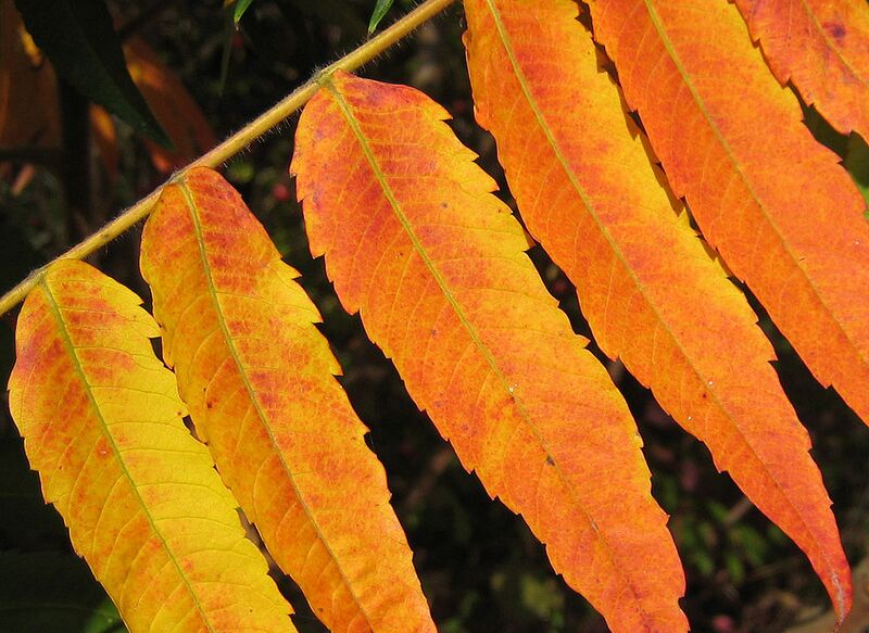 File:1024px-Rhus hirta typhina Mortkaute 02.jpg