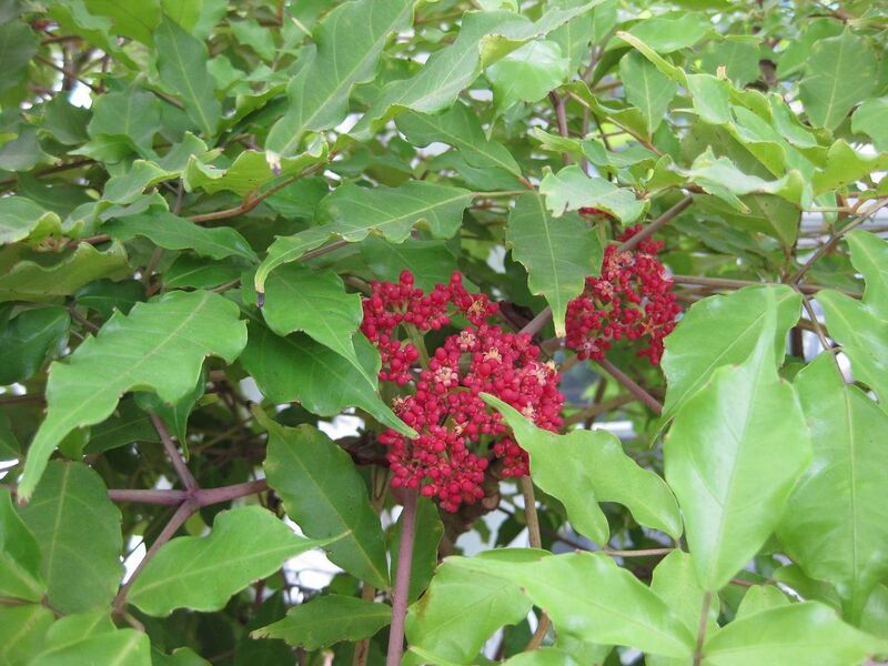 File:1280px-IMG 0880 bbg09.jpg