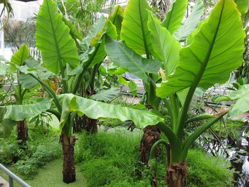 File:1280px-IMG 0989 bbg09.jpg