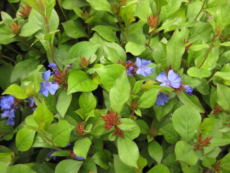 File:1280px-IMG 7094 hunt09jun.jpg