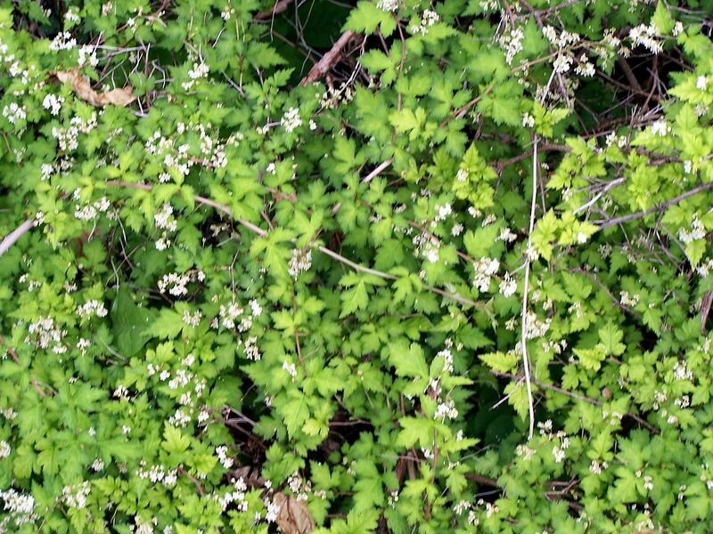 File:1280px-Stephanandra incisa 001.jpg