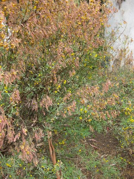 File:576px-IMG 4891 hunt0904.jpg