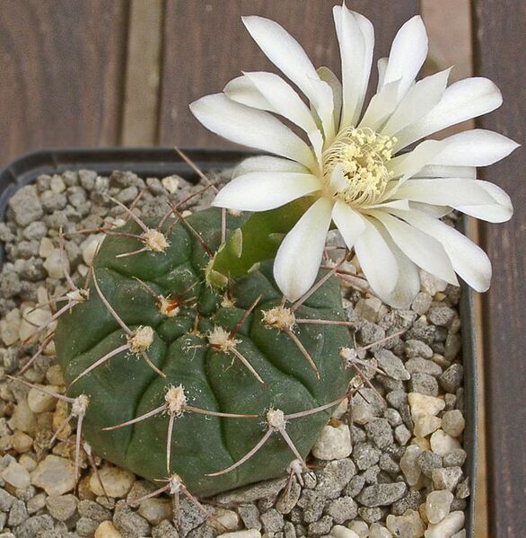 File:751px-Gymnocalycium moserianum.jpg